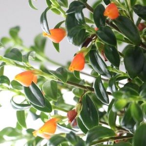 Goldfish starter plant, easy growing, fun flowers